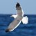 Western Gull